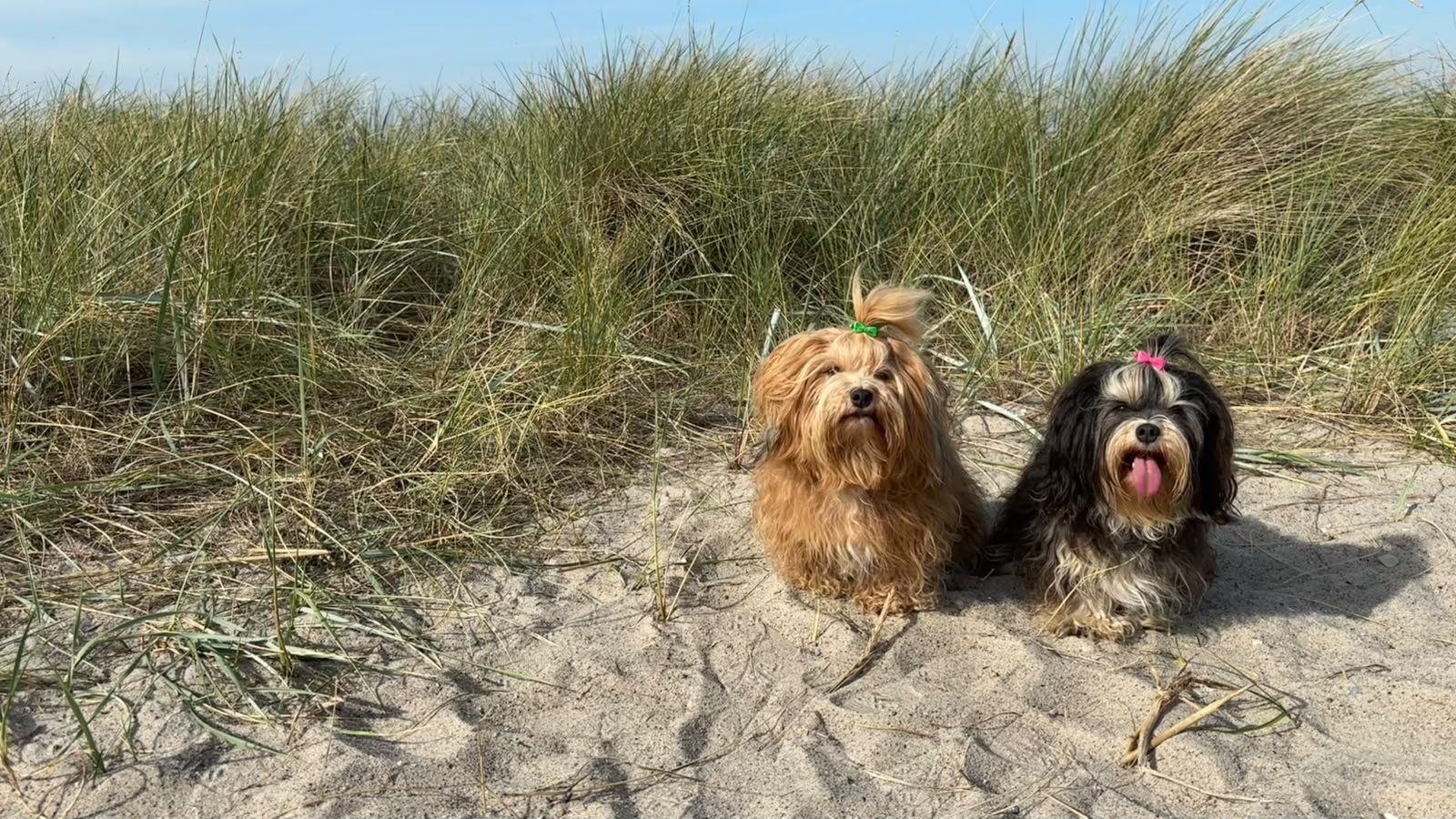 Hope und Happy am Strand von Heiligenhafen